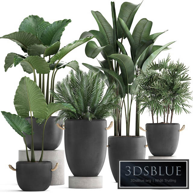 Plant Collection 415. Concrete pot black flowerpot banana rapis alocasia palm tree loft strelitzia Raphis Palm 3DS Max - thumbnail 3