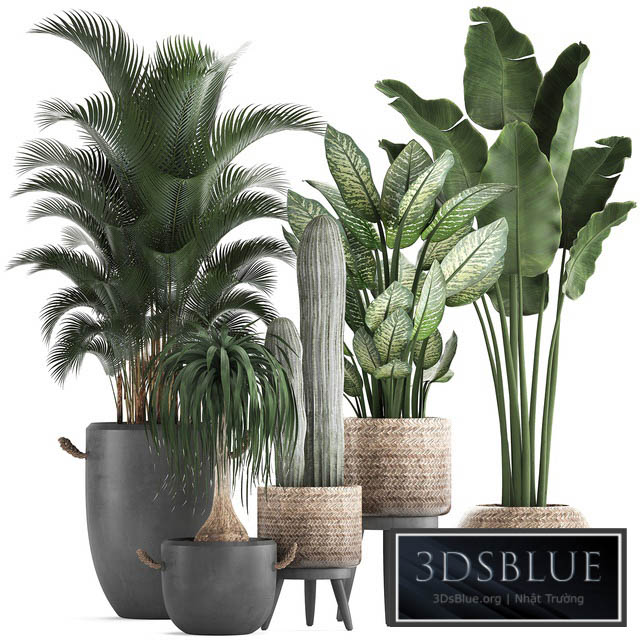 Plant Collection 417. Banana palm hovea loft cactus dracaena Dieffenbachia basket black flowerpot indoor plants 3DS Max - thumbnail 3