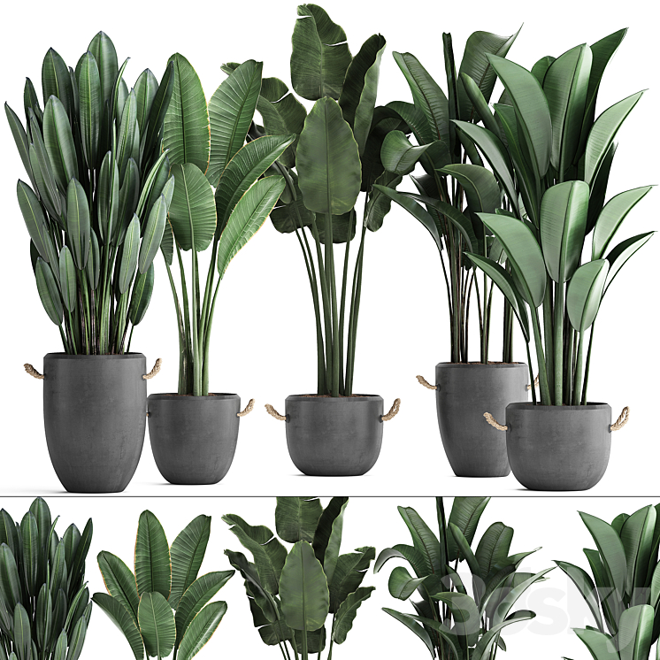 Plant Collection 419.  Strelitzia Banana Ravenal Concrete Pot Flowerpot Indoor Plants Banana Loft Strelitzia Office Plants 3DS Max - thumbnail 1