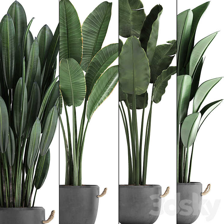 Plant Collection 419.  Strelitzia Banana Ravenal Concrete Pot Flowerpot Indoor Plants Banana Loft Strelitzia Office Plants 3DS Max - thumbnail 2