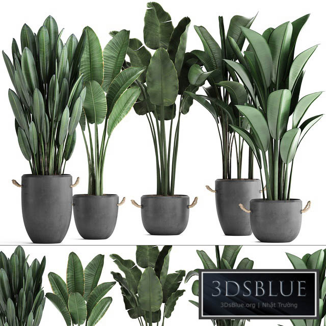 Plant Collection 419.  Strelitzia Banana Ravenal Concrete Pot Flowerpot Indoor Plants Banana Loft Strelitzia Office Plants 3DS Max - thumbnail 3