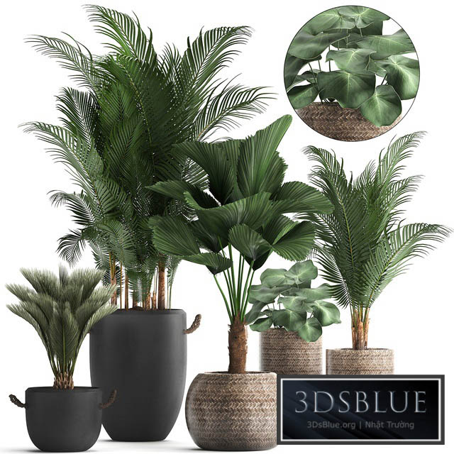 Plant Collection 422. palm hovea black flowerpot basket pot tropical plant likuala loft Howea forsteriana 3DS Max - thumbnail 3