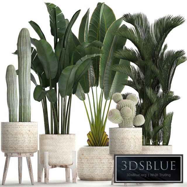 Plant Collection 426. White basket rattan dipsis palm tree indoor plants carnegia strelitzia Scandinavian style eco design natural materials banana palm 3DS Max - thumbnail 3