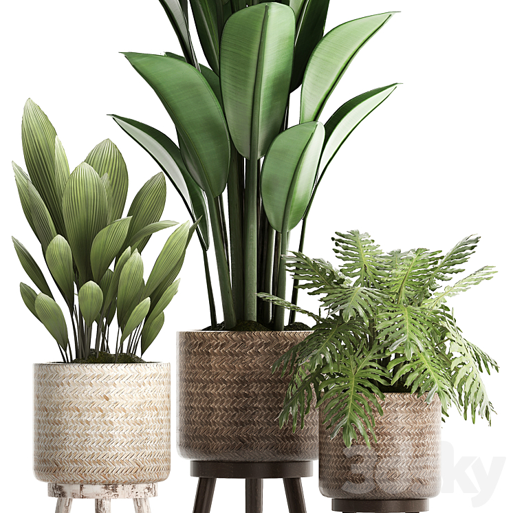 Plant Collection 428. basket rattan strelitzia philodendron palm grass indoor plants scandinavian style eco design natural decor 3DS Max - thumbnail 2