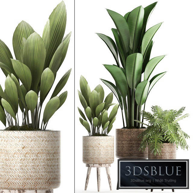 Plant Collection 428. basket rattan strelitzia philodendron palm grass indoor plants scandinavian style eco design natural decor 3DS Max - thumbnail 3