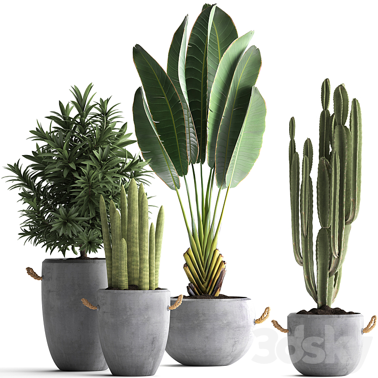 Plant Collection 434. Ravenala concrete flowerpot Cereus cactus oleander indoor plants 3DS Max - thumbnail 1