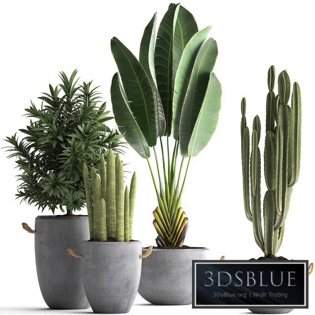 Plant Collection 434. Ravenala concrete flowerpot Cereus cactus oleander indoor plants 3DS Max - thumbnail 3