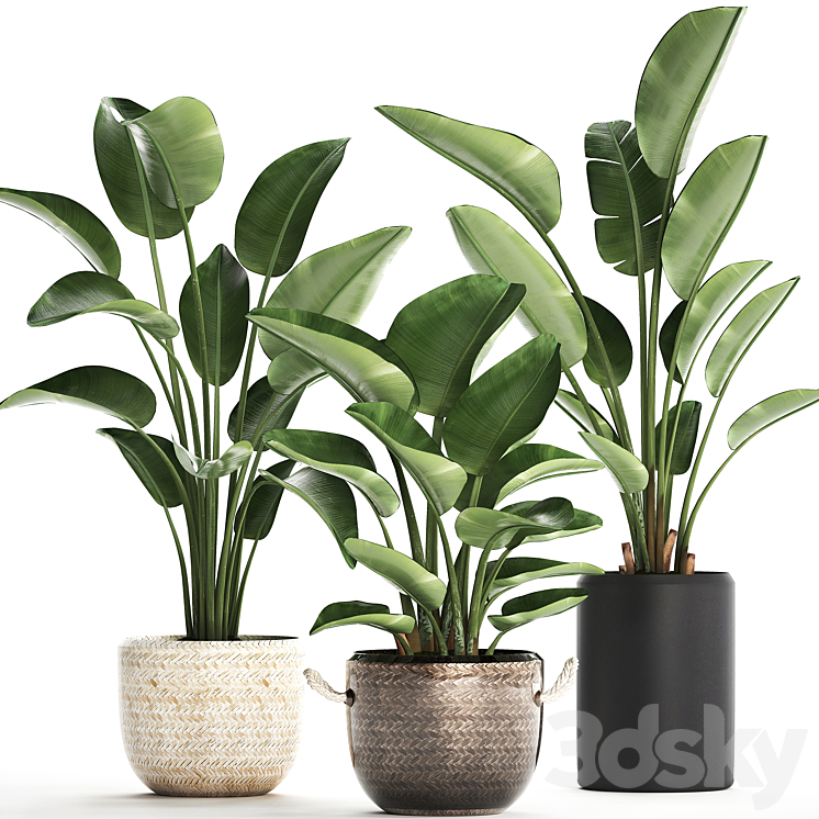 Plant Collection 445. banana palm basket rattan bush strelitzia strelitzia interior office plants 3DS Max - thumbnail 1