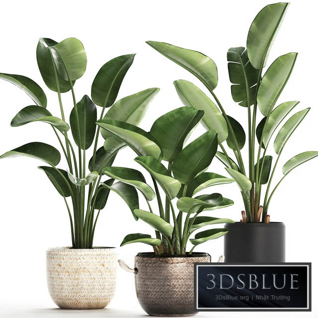 Plant Collection 445. banana palm basket rattan bush strelitzia strelitzia interior office plants 3DS Max - thumbnail 3