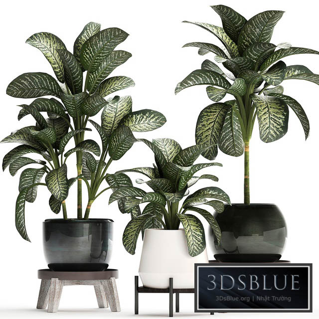 Plant Collection 452. Dieffenbachia pot flowerpot round stand indoor plants luxury pot office plants 3DS Max - thumbnail 3