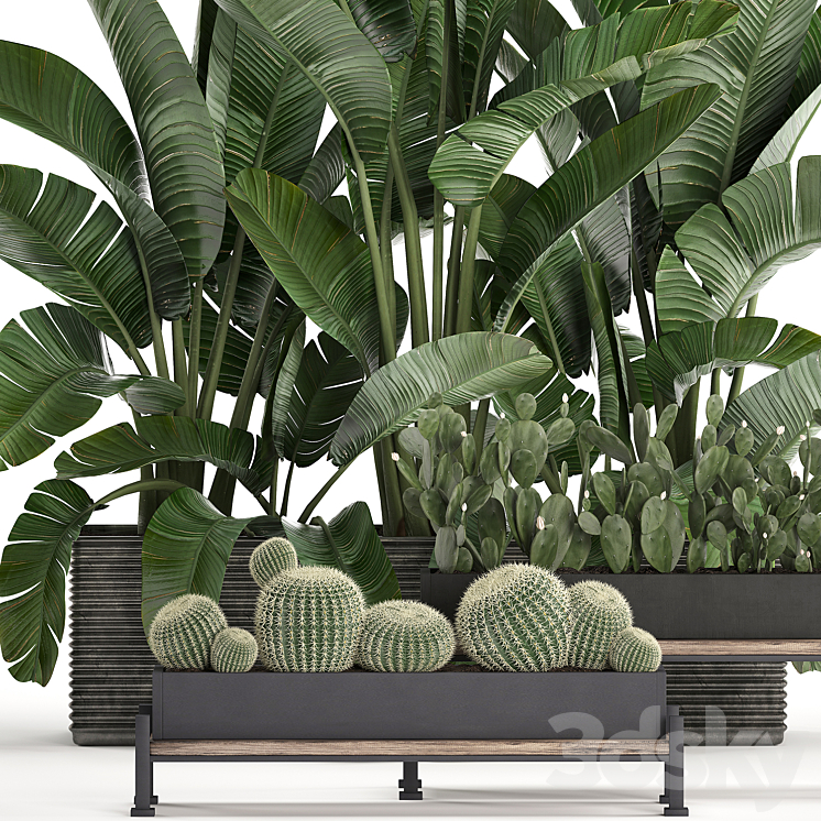 Plant Collection 458. Cactus palm tree strelitzia thickets bushes prickly pear banana round cactus Barrel cactus jungle Prickly pear 3DS Max - thumbnail 2