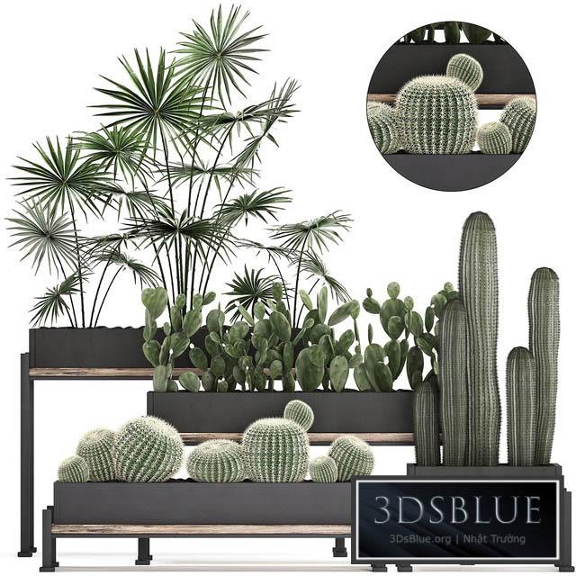 Plant Collection 462. fan palm cactus prickly pear carnegia Barrel cactus round cactus indoor plants black flowerpot loft Prickly pear 3DS Max - thumbnail 3