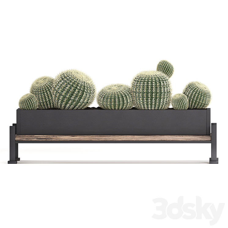 Plant Collection 462. fan palm cactus prickly pear carnegia Barrel cactus round cactus indoor plants black flowerpot loft Prickly pear 3DS Max - thumbnail 2