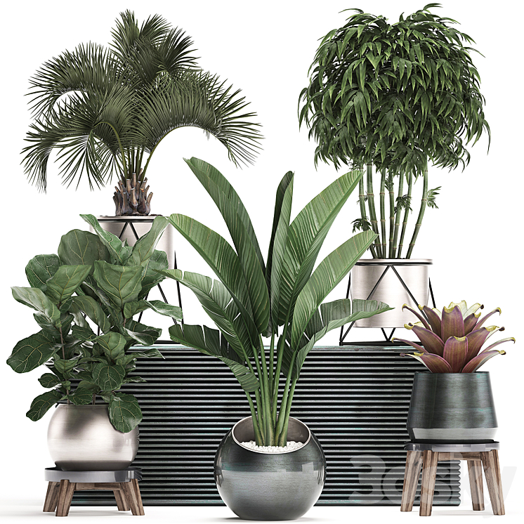 Plant Collection 463. Banana palm Ficus lirata rapis banana round flowerpot luxury bamboo lux strelitzia 3DS Max - thumbnail 1