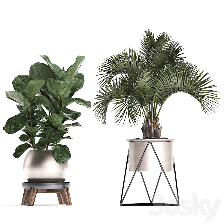 Plant Collection 463. Banana palm Ficus lirata rapis banana round flowerpot luxury bamboo lux strelitzia 3DS Max - thumbnail 2