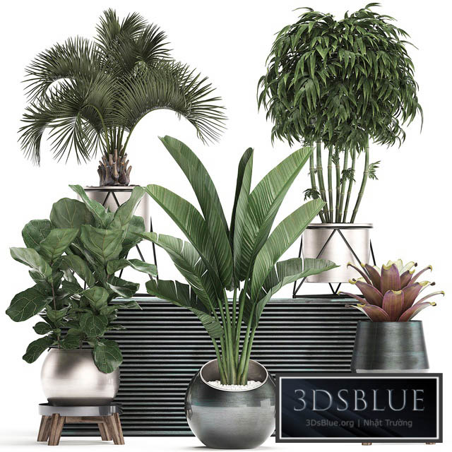 Plant Collection 463. Banana palm Ficus lirata rapis banana round flowerpot luxury bamboo lux strelitzia 3DS Max - thumbnail 3