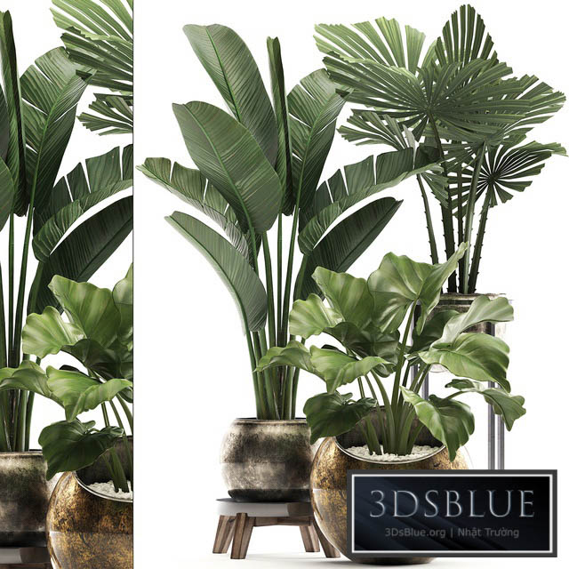 Plant Collection 467. Likuala and banana bush round flowerpot indoor plants Alocasia strelitzia bushes luxury flowerpot 3DS Max - thumbnail 3