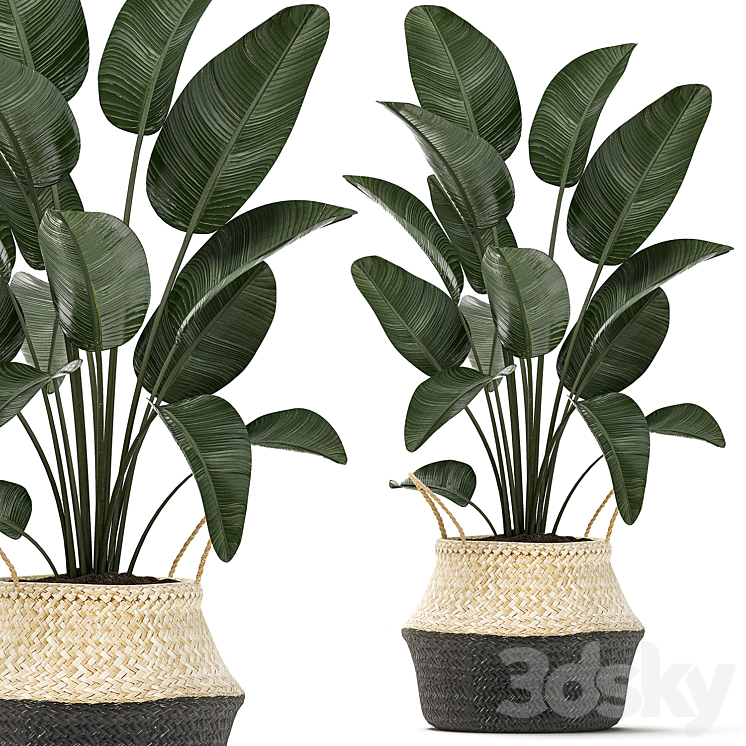 Plant Collection 483. Basket rattan indoor plants eco design natural decor Scandinavian style natural materials bush 3DS Max - thumbnail 1