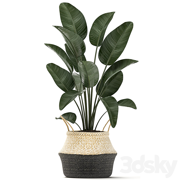 Plant Collection 483. Basket rattan indoor plants eco design natural decor Scandinavian style natural materials bush 3DS Max - thumbnail 2