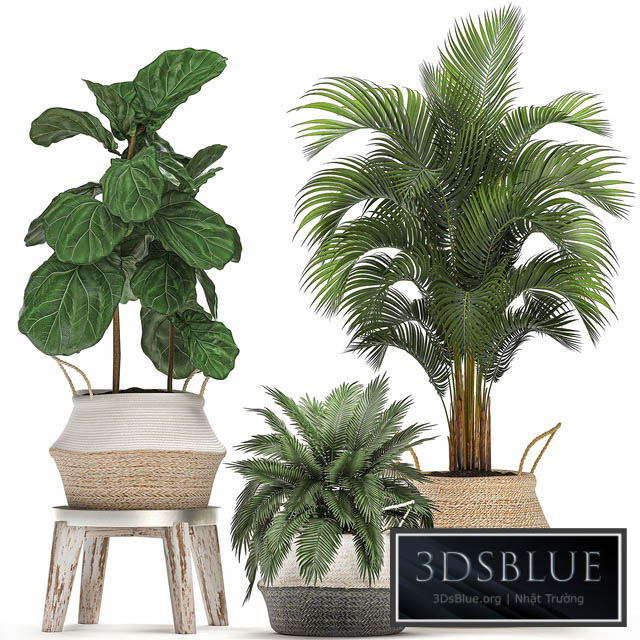 Plant Collection 486. Basket rattan palm tree hovea ficus lyrata indoor plants eco design natural decor Scandinavian style natural materials bush Howea forsteriana 3DS Max - thumbnail 3