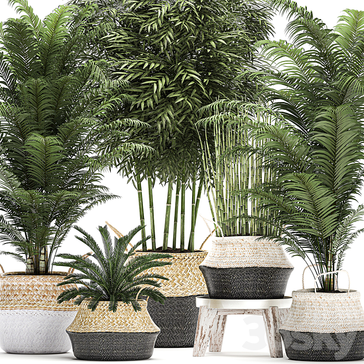 Plant Collection 489. Basket rattan thickets palm tree bamboo cycas indoor plants white horsetail bushes outdoor plants flower stand pot flowerpot interior exotic 3DS Max - thumbnail 2