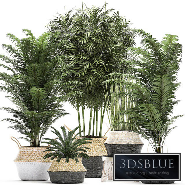 Plant Collection 489. Basket rattan thickets palm tree bamboo cycas indoor plants white horsetail bushes outdoor plants flower stand pot flowerpot interior exotic 3DS Max - thumbnail 3