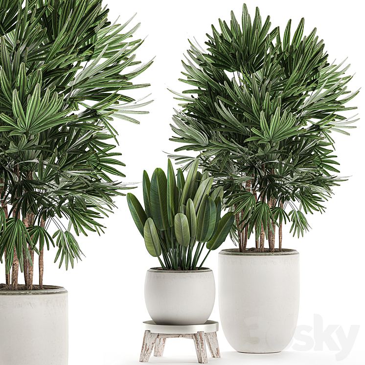 Plant Collection 502. Palma rapis strelitzia white flowerpot pot Scandinavian style interior stand strelitzia Rhapis 3DS Max - thumbnail 1