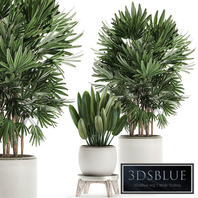 Plant Collection 502. Palma rapis strelitzia white flowerpot pot Scandinavian style interior stand strelitzia Rhapis 3DS Max - thumbnail 3