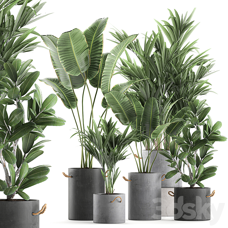 Plant Collection 595. Concrete flowerpot banana howea palm plumeria strelitzia industrial style Howea forsteriana 3DS Max - thumbnail 1