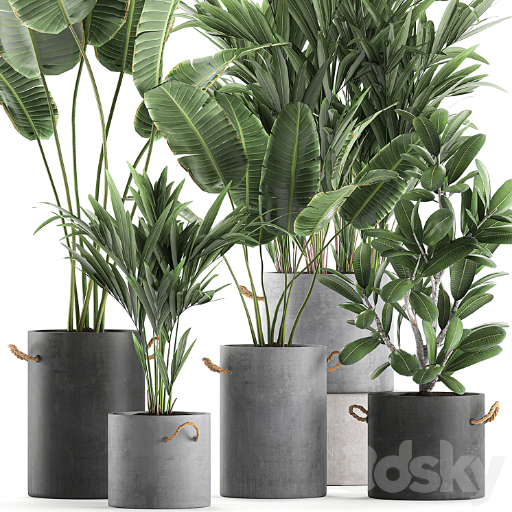 Plant Collection 595. Concrete flowerpot banana howea palm plumeria strelitzia industrial style Howea forsteriana 3DS Max - thumbnail 2