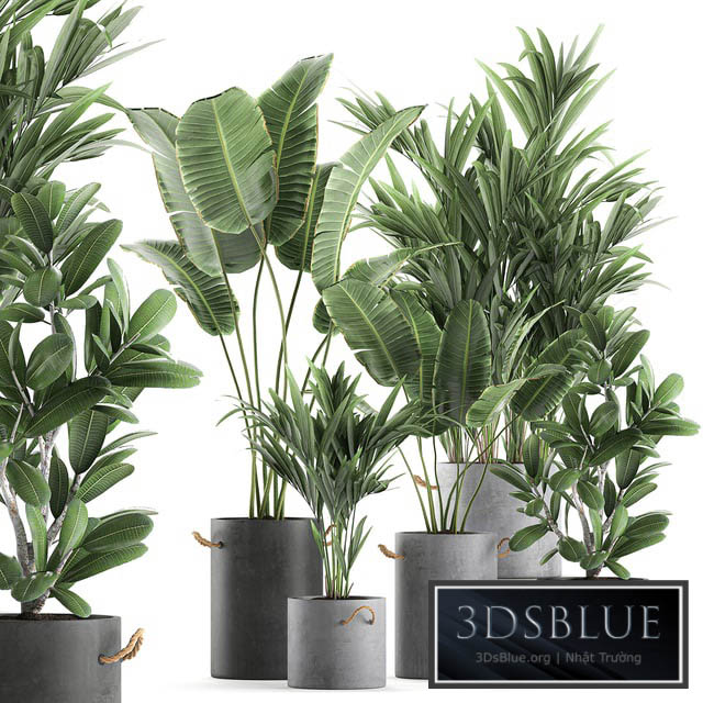 Plant Collection 595. Concrete flowerpot banana howea palm plumeria strelitzia industrial style Howea forsteriana 3DS Max - thumbnail 3