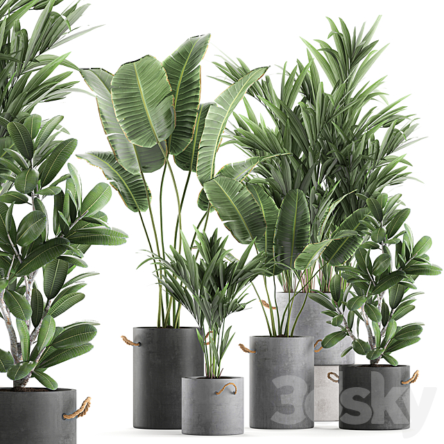 Plant Collection 595. Concrete flowerpot. banana. howea. palm. plumeria. strelitzia. industrial style. Howea forsteriana 3DSMax File - thumbnail 1