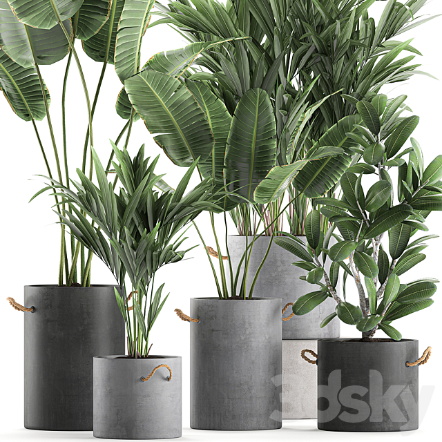 Plant Collection 595. Concrete flowerpot. banana. howea. palm. plumeria. strelitzia. industrial style. Howea forsteriana 3DSMax File - thumbnail 2