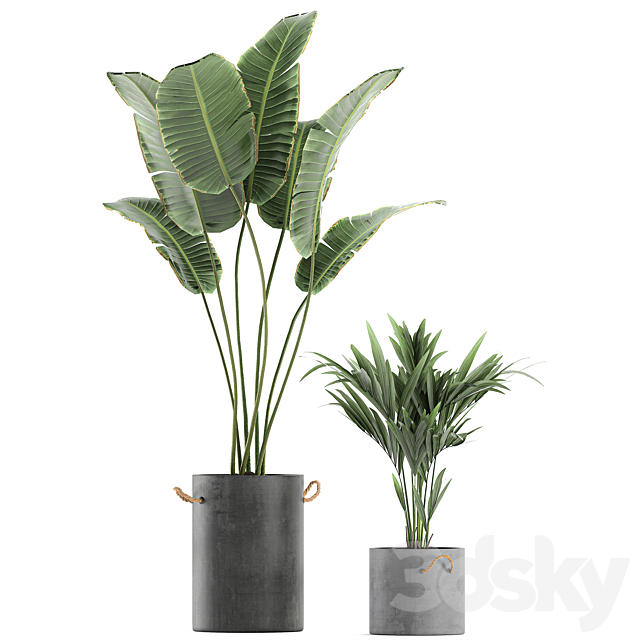 Plant Collection 595. Concrete flowerpot. banana. howea. palm. plumeria. strelitzia. industrial style. Howea forsteriana 3DSMax File - thumbnail 3