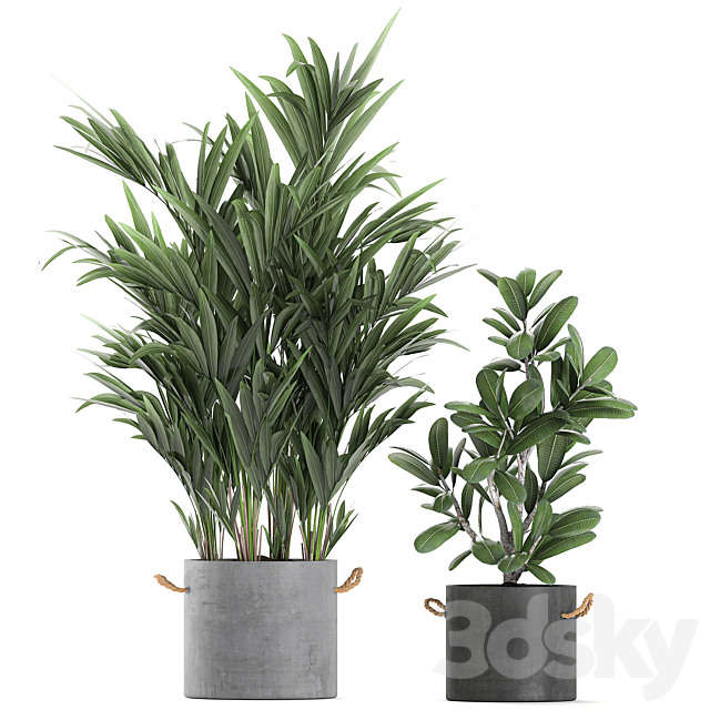 Plant Collection 595. Concrete flowerpot. banana. howea. palm. plumeria. strelitzia. industrial style. Howea forsteriana 3DSMax File - thumbnail 4