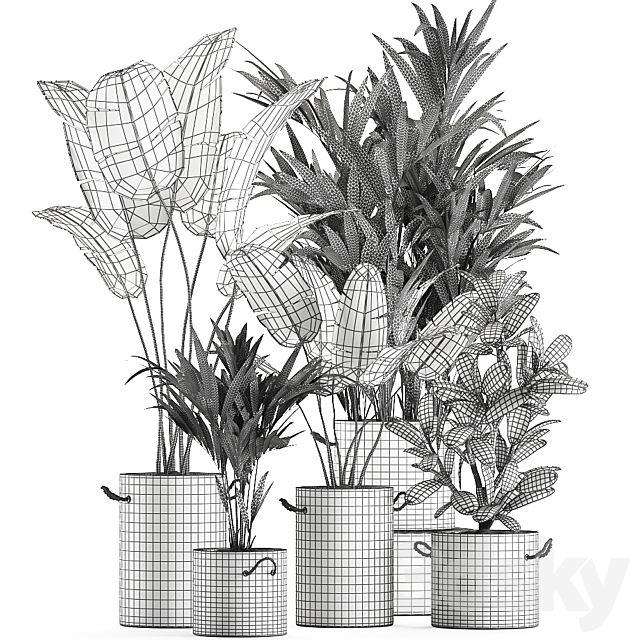 Plant Collection 595. Concrete flowerpot. banana. howea. palm. plumeria. strelitzia. industrial style. Howea forsteriana 3DSMax File - thumbnail 5