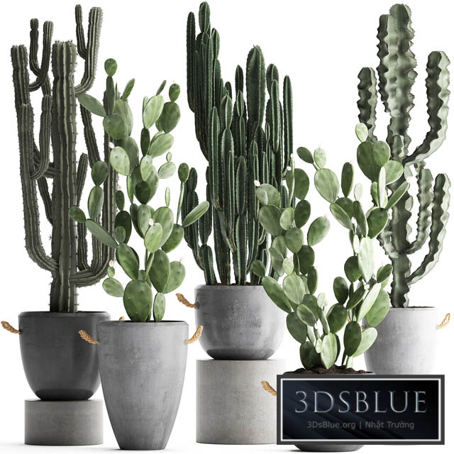 Plant Collection cactus 386. Concrete Cereus Opuntia pot flowerpot indoor plants Prickly pear outdoor desert plants cactus 3DS Max - thumbnail 3