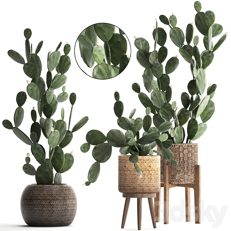 Plant Collection cactus 397. Basket rattan prickly pear Prickly pear indoor cacti eco design natural materials 3DS Max - thumbnail 1