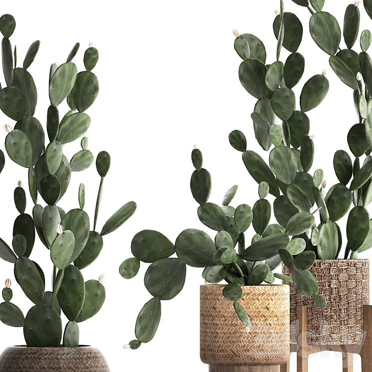 Plant Collection cactus 397. Basket rattan prickly pear Prickly pear indoor cacti eco design natural materials 3DS Max - thumbnail 2