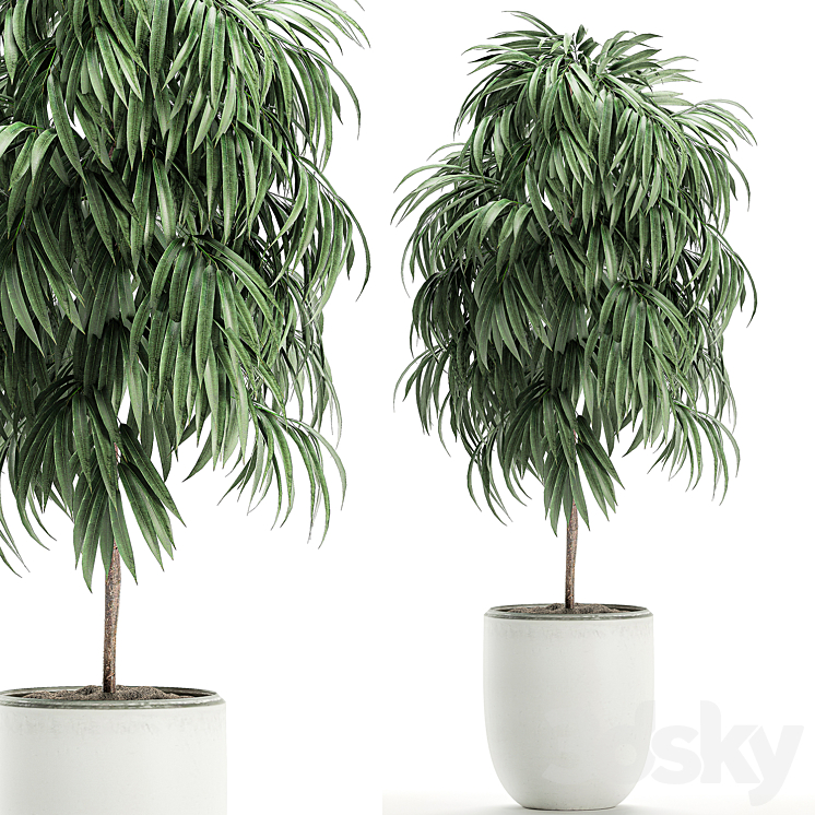 Plant Collection Ficus Alii 501. Decorative tree white pot flowerpot interior indoor Scandinavian style small tree 3DS Max - thumbnail 1