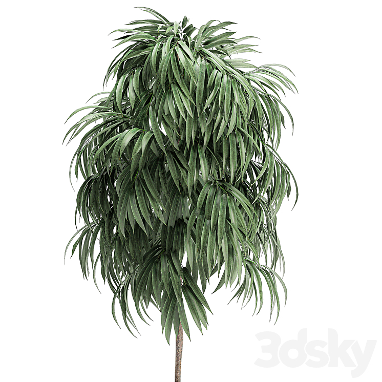 Plant Collection Ficus Alii 501. Decorative tree white pot flowerpot interior indoor Scandinavian style small tree 3DS Max - thumbnail 2