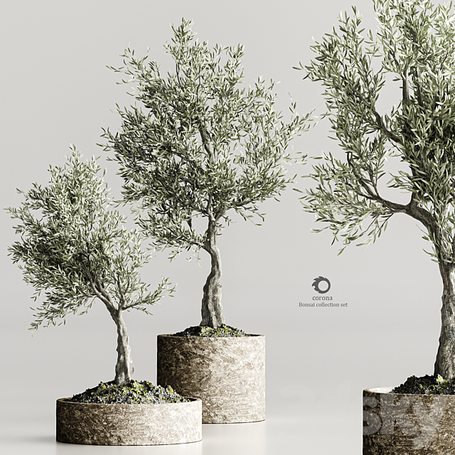 plant collection olive 02 3DS Max Model - thumbnail 2