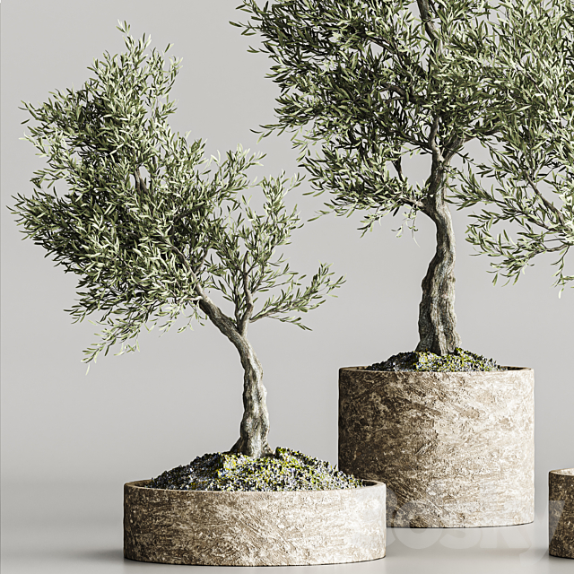 plant collection olive 02 3DS Max Model - thumbnail 3