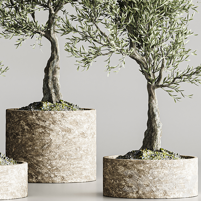 plant collection olive 02 3DS Max Model - thumbnail 4