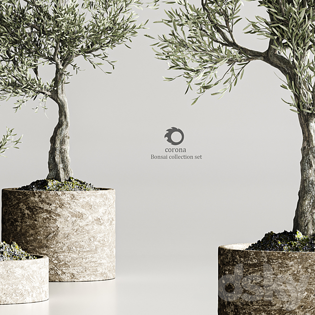 plant collection olive 02 3DS Max Model - thumbnail 5