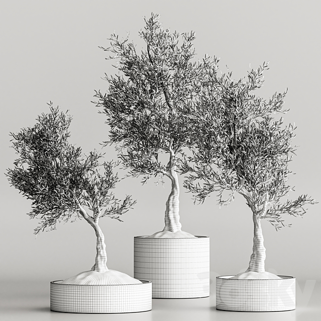 plant collection olive 02 3DS Max Model - thumbnail 6