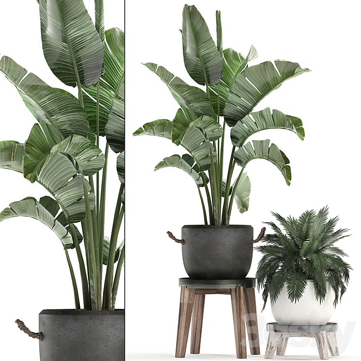 Plant Collection Potted banana palm 459. Indoor banana ravenala palm tree stand pot flowerpot strelitzia flower stand pot interior bush flowerpot 3DS Max - thumbnail 1