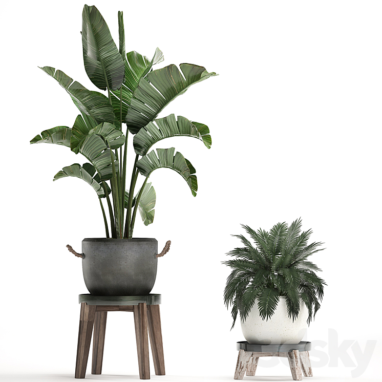 Plant Collection Potted banana palm 459. Indoor banana ravenala palm tree stand pot flowerpot strelitzia flower stand pot interior bush flowerpot 3DS Max - thumbnail 2