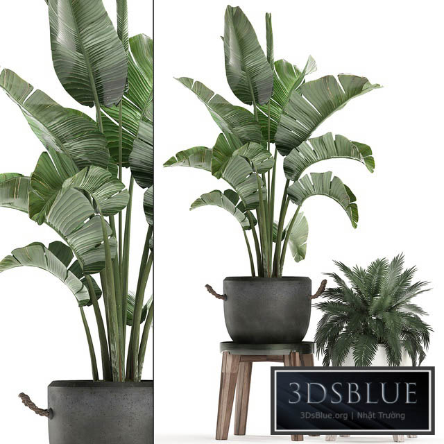 Plant Collection Potted banana palm 459. Indoor banana ravenala palm tree stand pot flowerpot strelitzia flower stand pot interior bush flowerpot 3DS Max - thumbnail 3