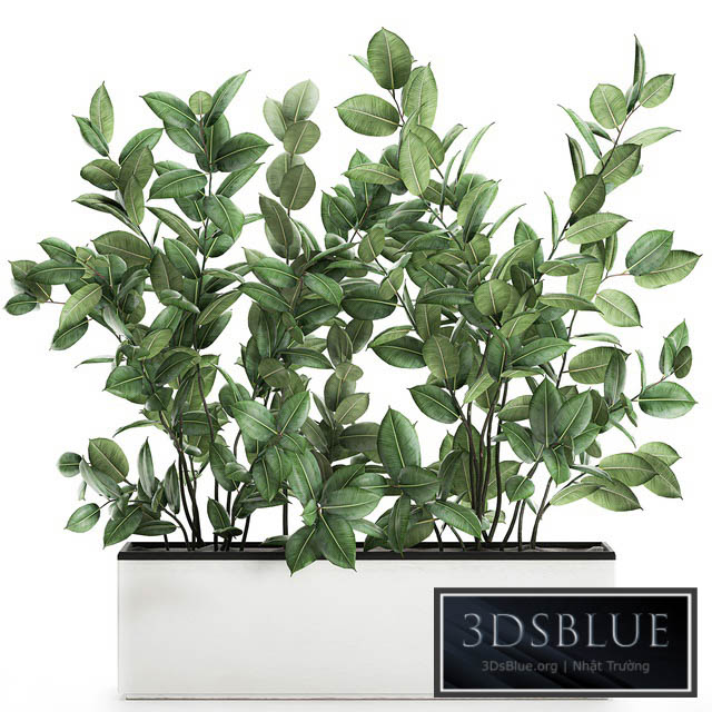 Plant Ficus elastica 675. Thickets ornamental tree white pot flowerpot Scandinavian style bushes 3DS Max - thumbnail 3